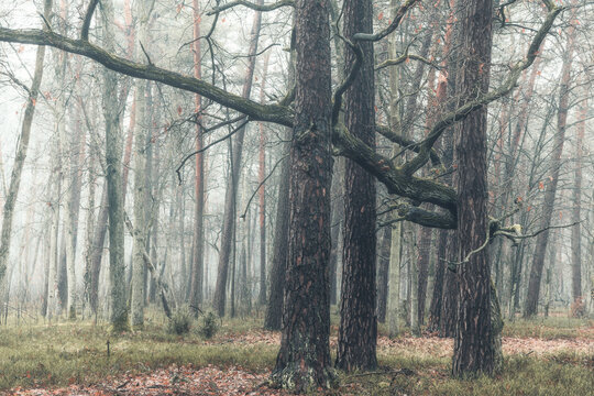 View of stark, bare trees reaching into the misty sky in a tranquil forest, the silence of nature palpable, Palmiry, Masovian Voivodeship, Poland.