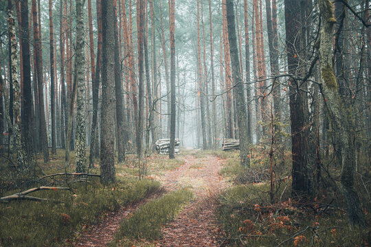 View of a quiet path winds through the forest, where tall trees reach towards the sky in Palmiry, Masovian Voivodeship, Poland.