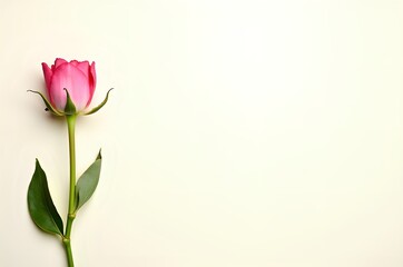 Fototapeta premium Pink Tulip Flower on White Background