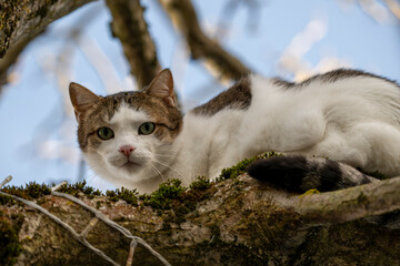 Getigerte Hauskatze liegt aufmerksam auf bemoosten Baumast vor blauem Himmel