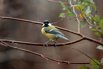 great tit perched on a twig © Aaron & Wera