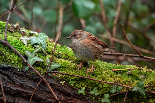 Dunnock perched on moss-covered woodland bank in the United Kingdom