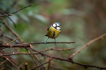 Fototapeta premium blue tit perched on a twig