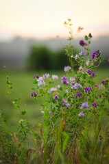 Obraz premium Close-up of purple and white wildflowers blooming in a lush green meadow at sunrise