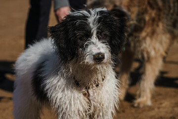 Fototapeta premium Playful dog with sand on nose after digging on beach