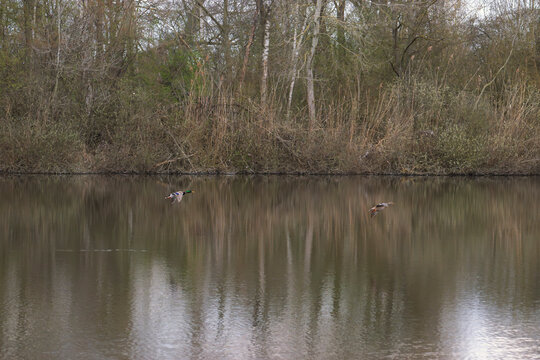 Stockentenpaar im Flug &uuml;ber ruhigen Fluss mit Waldspiegelung, Winter, Deutschland
