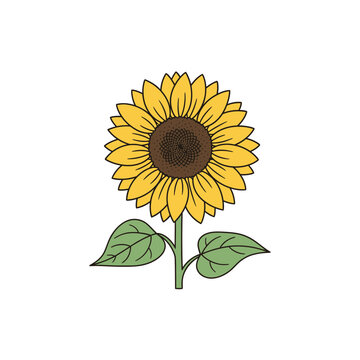 Isolated Sunflower Bloom on White vector illustration