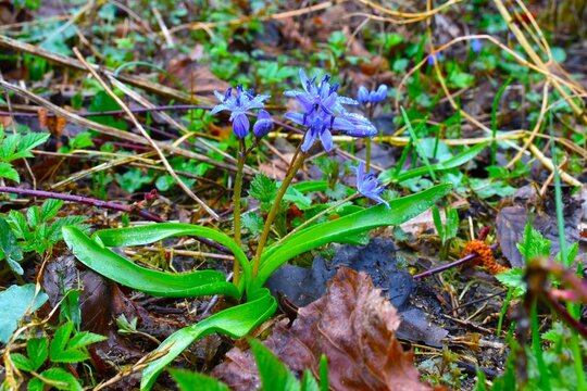 Blue two-leaf squill (Scilla bifolia) spring flowers