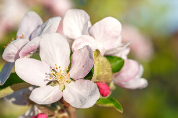 Fototapeta premium Delicate apple blossoms unfurl their soft pink and white petals in the gentle spring sunlight