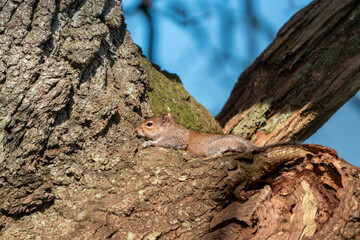 Fototapeta premium squirel sunbathing on a tree