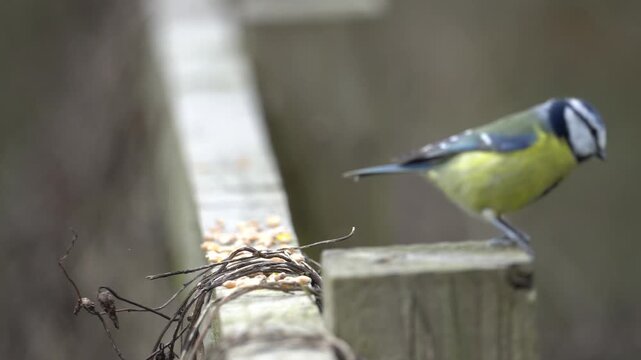 A Eurasian blue tit (Cyanistes caeruleus), a small passerine bird in the tit family, Paridae