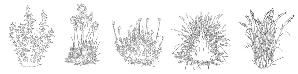 Vector set of ornamental grasses in elevation view for architectural drawings 