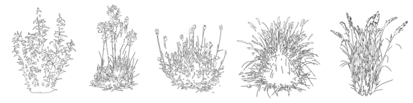Vector set of ornamental grasses in elevation view for architectural drawings	
