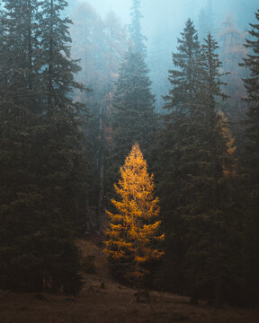View of a striking golden tree amidst a dense forest of dark green conifers shrouded in mist, creating a serene yet dramatic contrast, San Vito di Cadore, Veneto, Italy.