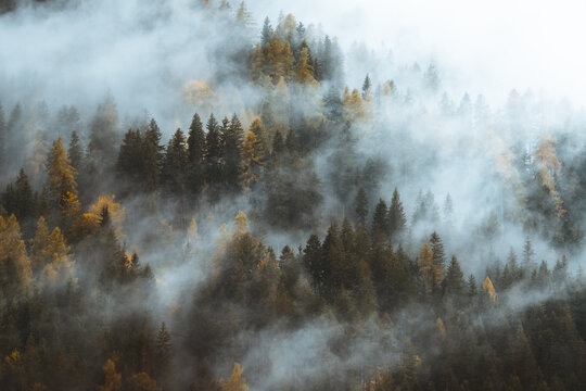 View of ethereal mist dances through the dense forest, cloaking the evergreens and golden larches in a soft, dreamlike embrace, San Vito di Cadore, Veneto, Italy.