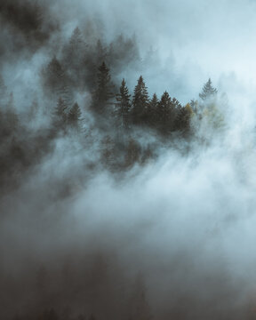 View of ethereal fog blankets the towering evergreens, a serene dance of nature's elements creating a mystical landscape, San Vito di Cadore, Veneto, Italy.