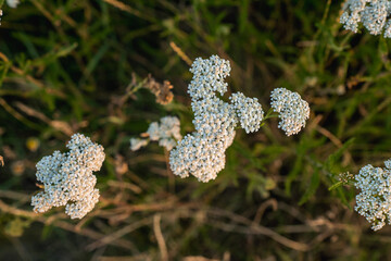 White yarrow achillea millefolium flowers blooming in summer meadow  © Snowboy