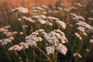 White yarrow achillea millefolium flowers blooming in summer meadow  © Snowboy