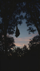 Fototapeta premium Fruit bat roost silhouette twilight over tree, hanging fruit bat against dusky sky with soft clouds and foliage