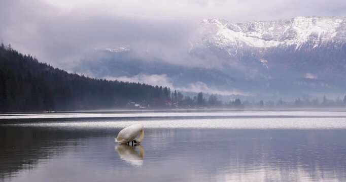 White swan swimming on a misty alpine lake