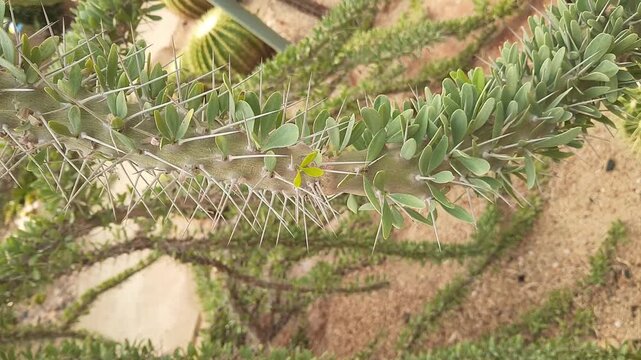 Garden and Plant, Closeup of Alluaudia Procera or Madagascar Ocotillo Plants in The Garden. A Succulent Plants with Sharp Thorns.