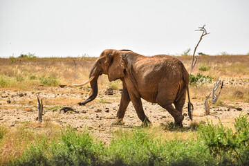 Fototapeta premium African elephant walking in dry savanna landscape
