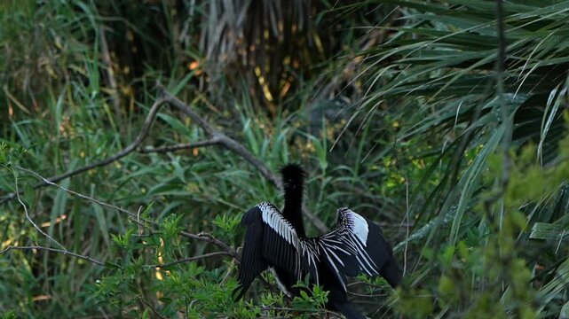 Male anhinga in breeding plumage