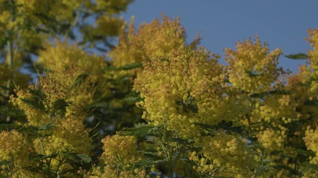 Close-up of bright yellow mimosa flowers blooming on a tree in Cand&aacute;s, Asturias, Spain. Warm sunlight illuminates the blossoms creating a vibrant natural spring scene along the northern Spanish coast.