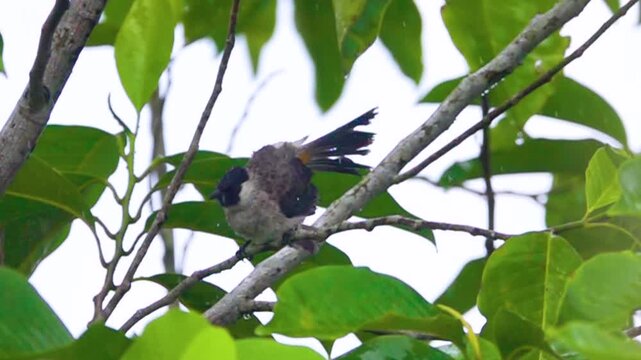 yellow-vented Bulbul (Pycnonotus) preen, in Indonesia. Winter. Tropical downpour. Slow motion