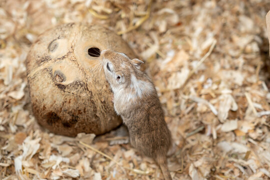 Mongolische Rennmaus im Geh&auml;ge