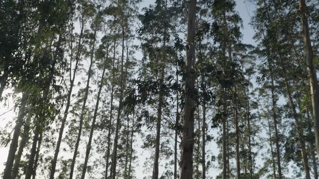 Tall eucalyptus trees forming a grove on a grassy hill in Cand&aacute;s, Asturias, Spain. Peaceful natural landscape in a coastal park area with clear sky and greenery along the northern Spanish coast.