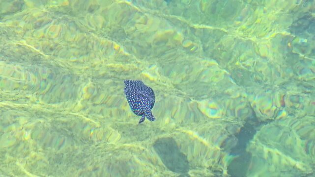 Spotted boxfish swimming in clear tropical water over sunlit sandy bottom, exploring marine wildlife in shallow currents of Baja California, Mexico