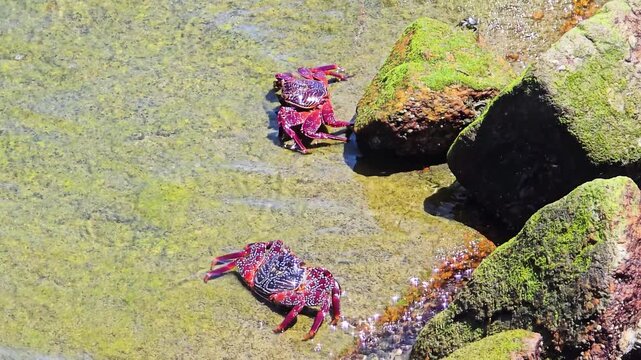 Sally Lightfoot crabs forage across sunlit green moss on rocky Baja California coast, vivid red-orange shells contrasting rugged intertidal habitat of the Pacific Ocean