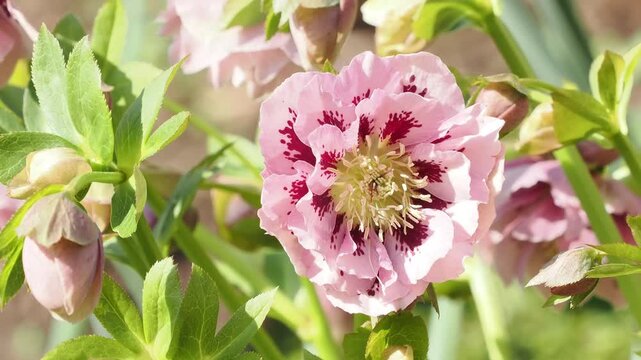 Double pink hellebore with spots. close-up on a dappled green background