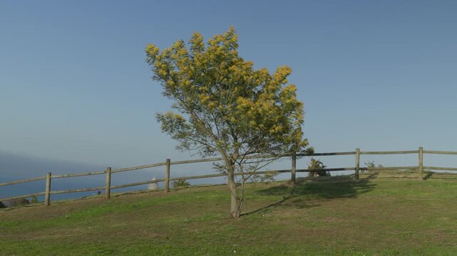 Scenic view of a solitary tree on a grassy hilltop near the coast in Cand&aacute;s, Asturias, Spain. Wooden fence and open sky frame a peaceful landscape overlooking the Atlantic Ocean.