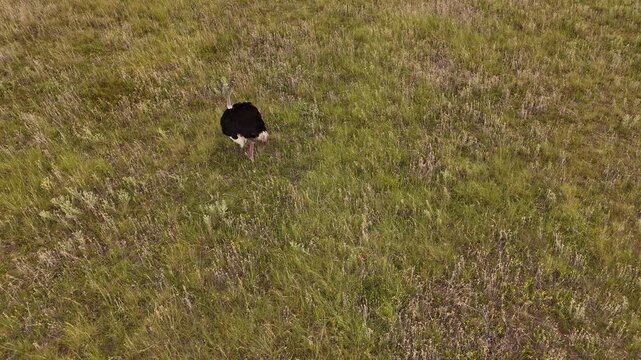 Top drone view of male ostrich (Struthio camelus) strolling through grassy field