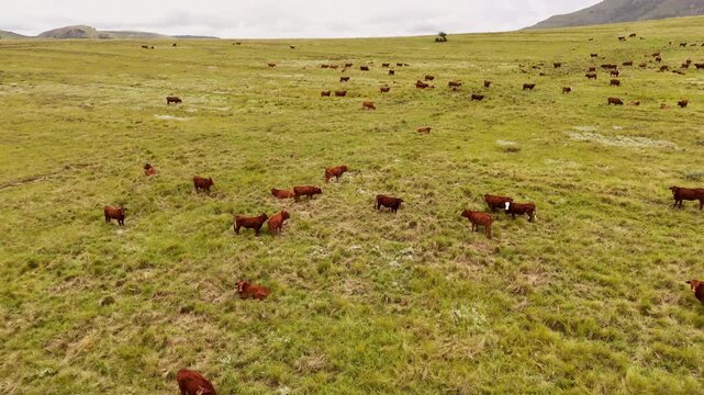 Wide drone view over free range beef cattle herd grazing in lush pasture on farm