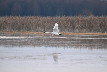 Łabędź niemy (Cygnus) lądujący na rozlewisku wczesną wiosną, woda z roztopów i trzciny na brzegu © Joanna