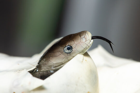 The feared black mamba (Dendroaspis polylepis) hatching from the egg - Africa&rsquo;s gorgeous but deadly venomous snake