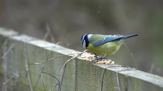 A Eurasian blue tit (Cyanistes caeruleus), a small passerine bird in the tit family, Paridae