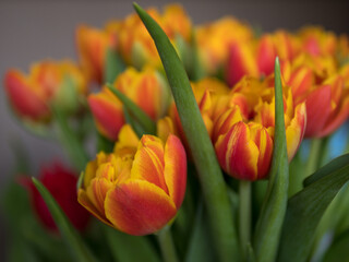 Naklejka premium Orange tulips bouquet close up with green leaves in natural light spring flowers concept