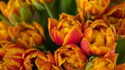 Orange tulips bouquet close up with green leaves in natural light spring flowers concept