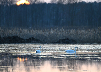Para łabędzi niemych płynąca spokojnie po jeziorze o zachodzie słońca, złote odbicia na wodzie © Joanna