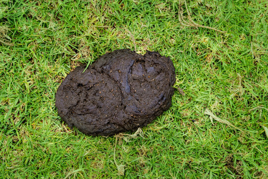 Fresh organic cow dung in green grass, Natural compost for agriculture and environment ,natural Cow manure. close up shot of fresh cow dung on the green grass, biogas. cow dung