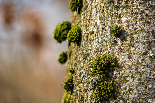 Green moss growing on textured tree bark