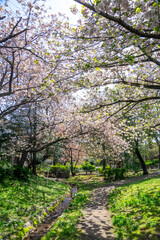 Obraz premium 満開の桜