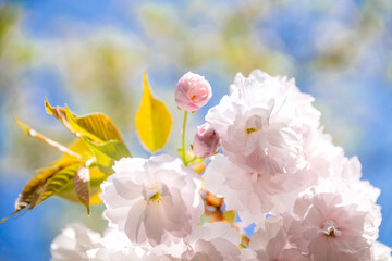 Obraz premium 満開の桜