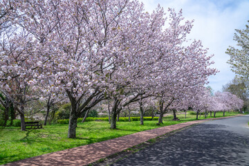 Fototapeta premium 満開の桜