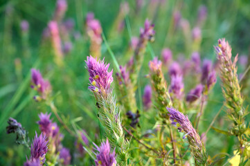 Fototapeta premium Annual herbaceous plant Melampyrum arvense.