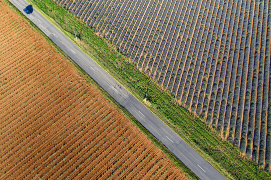 Aerial view of a road cutting through fields of warm brown and cool lavender, a blue car adds a pop of color, Valensole, Provence-Alpes-Cote d'Azur, France.
